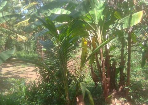 රයිගම්පුරවරයෙන් අගනා බිම්කොටසක් විකිණීමට...