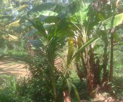 රයිගම්පුරවරයෙන් අගනා බිම්කොටසක් විකිණීමට...