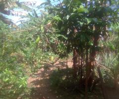 රයිගම්පුරවරයෙන් අගනා බිම්කොටසක් විකිණීමට... - 2/3