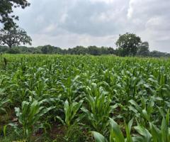 Land With House For Sale - 4/5