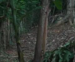 Land For Sale - 2/5