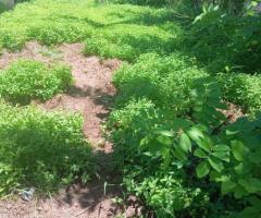 Land For Sale - 1/5