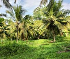 Land For Sale - 5/5