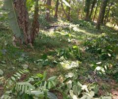 Land For Sale - 4/5
