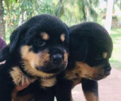 Rottweiler, Dachshund, Shih Tzu - 5/5