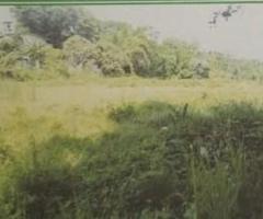 Land For Sale - 1/3