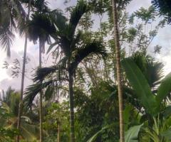 Land For Sale - 4/4