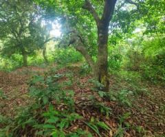 Land For Sale - 4/5