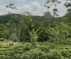 Land For Sale - 1/5