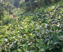 Land For Sale - 5/5