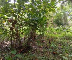 Land For Sale - 2/5