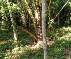 Land For Sale - 1/5
