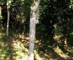 Land For Sale - 2/5