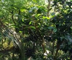 Land For Sale - 3/5
