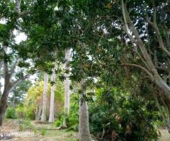 Villa For Sale - 4/5